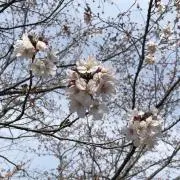 ちい