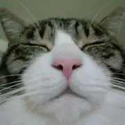 毛玉