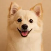 八六の画像