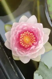 RAMUMの画像