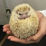 たけしの画像