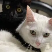しろくまの画像