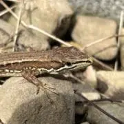 ことりの画像