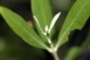 ちびちび⭐の画像