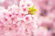 sakura spring