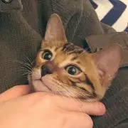 しがつの画像