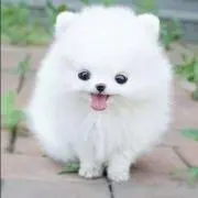 ぷょ/プロフ確認お願いしますの画像
