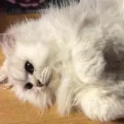 miocchi0330