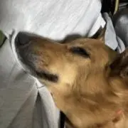 くうにゃんの画像