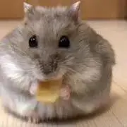 みさきの画像