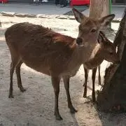 こばんび
