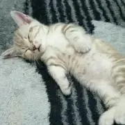 きみしげ