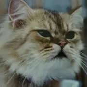 ミズの画像