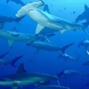 なっちゃんの画像
