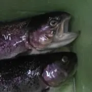 ヒーフリ！！