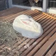 。の画像