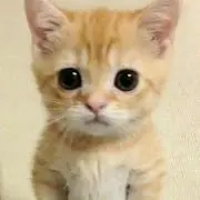 あやりんの画像