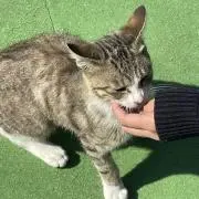 ぱななの画像