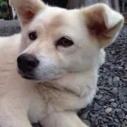 ナツ