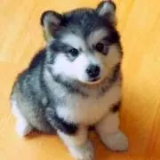 きつねの画像