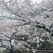 red_xu102の画像