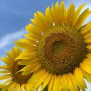 ffn