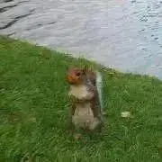 MIMIの画像