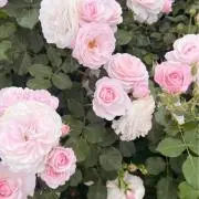 ひめこの画像