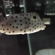 太郎