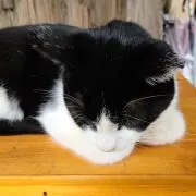 たぁ