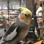 オレンジの画像