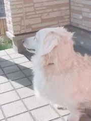 ファミリーパパの画像