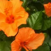 ミサの画像
