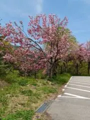 wakoの画像