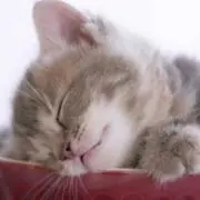 なかむ