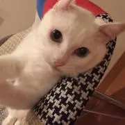 ニャン