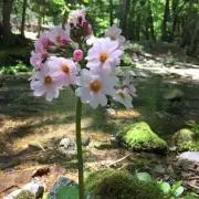 みやびの画像