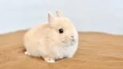 ドーナッツの画像