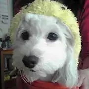 かりめろの画像