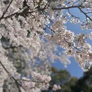 omiの画像