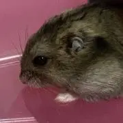 モカ（プロフ確認）