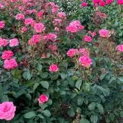 3匹のこぶた【ディズニーグッズ断捨離中】の画像