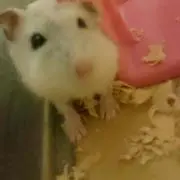 S プロフ読んでください！
