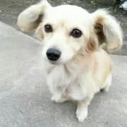 ハルたん