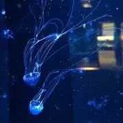 キラキラ