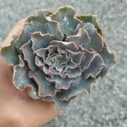Kei✻の画像