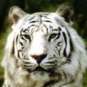 so.supertigerの画像