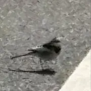 はせの画像