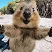 まるちいずの画像