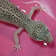 レンパパ